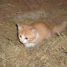 Blanding af racer Maddie