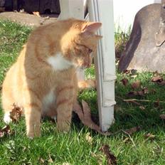 Blanding af racer Mikkie *RIP*