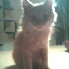 Blanding af racer Samson død *R.I.P* :´(