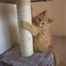 Blanding af racer Samson død *R.I.P* :´(