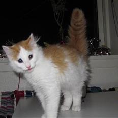 Blanding af racer Prince 