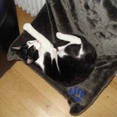 Blanding af racer Jack <3