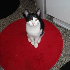 Blanding af racer Jack <3