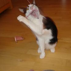 Blanding af racer Jack <3