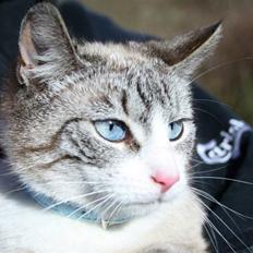 Huskat <3 Princess <3 