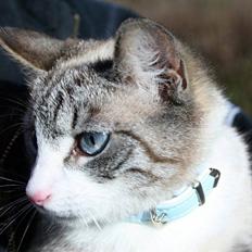 Huskat <3 Princess <3 