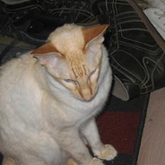 Balineser Blazing Wayan (Knæk)