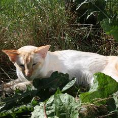 Balineser Blazing Wayan (Knæk)