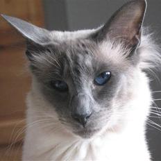 Balineser Dana Scully av Yum Yum