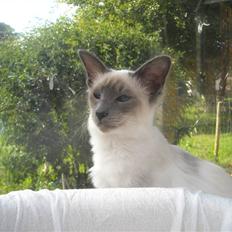 Balineser Dana Scully av Yum Yum