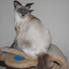 Balineser Dana Scully av Yum Yum