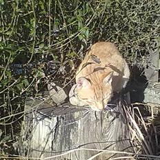 Blanding af racer Charlie