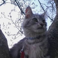 Maine Coon DK Proud Danish Lady