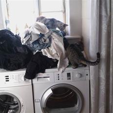 Maine Coon DK Proud Danish Lady