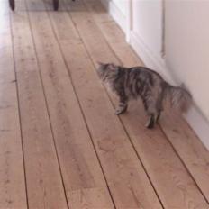 Maine Coon DK Proud Danish Lady