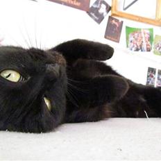 Blanding af racer Basse (Tykke)