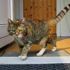 Blanding af racer Bøllemis Aka Daisy