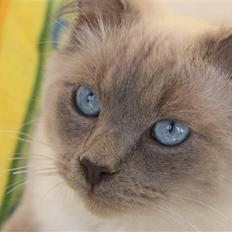 Ragdoll Eigil
