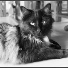 Blanding af racer Nimmer