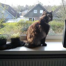 Blanding af racer Nimmer