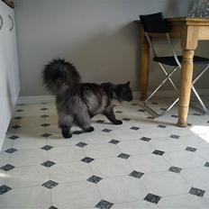 Blanding af racer Nimmer