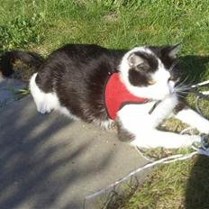 Huskat James <3