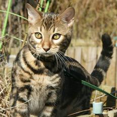 Bengal Ceres