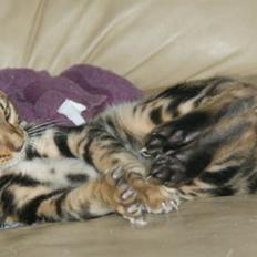 Bengal Ceres
