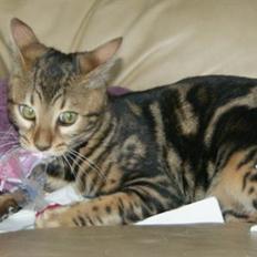 Bengal Ceres