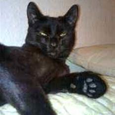 Blanding af racer Panther Baluba Lémon