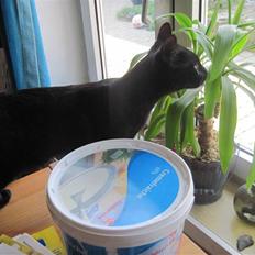 Blanding af racer Panther Baluba Lémon