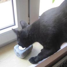 Blanding af racer Panther Baluba Lémon