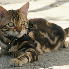 Bengal Mowgly