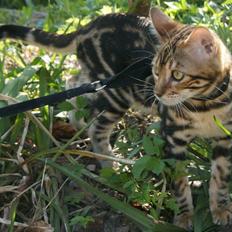 Bengal Mowgly