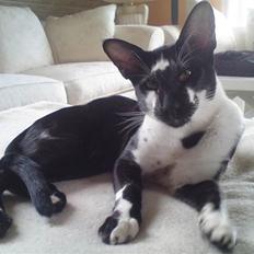 Orientaler Gismo Thaie Bamboo