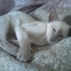 Siameser Kiesbüy's Miad