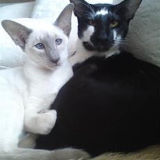 Siameser Kiesbüy's Miad