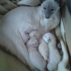 Siameser Kiesbüy's Miad