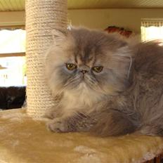 Perser Mejlvang's Giovanni 