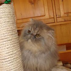 Perser Mejlvang's Giovanni 