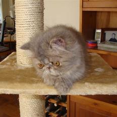 Perser Mejlvang's Zaphira