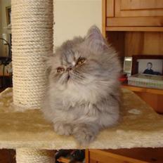 Perser Mejlvang's Zaphira