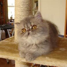 Perser Mejlvang's Zaphira