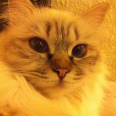 Hellig Birma Askepot´s Guinevere