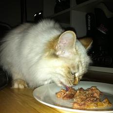 Hellig Birma Askepot´s Guinevere