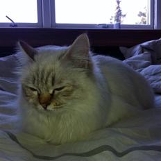 Hellig Birma Askepot´s Guinevere