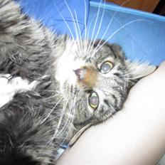 Blanding af racer Hinckelmeier