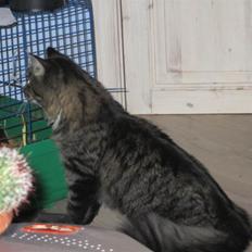 Blanding af racer Hinckelmeier