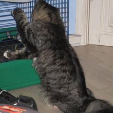 Blanding af racer Hinckelmeier