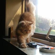 Blanding af racer Houdini